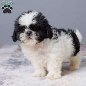 Miles, Shih Tzu Puppy